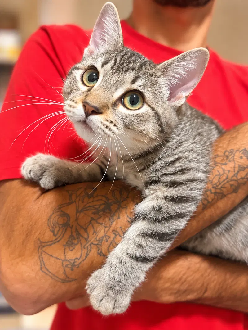 Berri aka Bear, a female Tabby kitten up for adoption