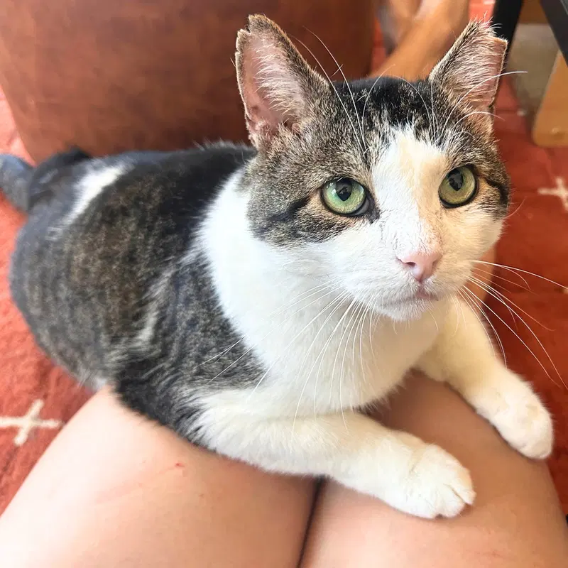 Meatball, an adult male cat up for adoption