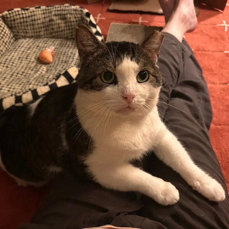 Meatball, photo 2