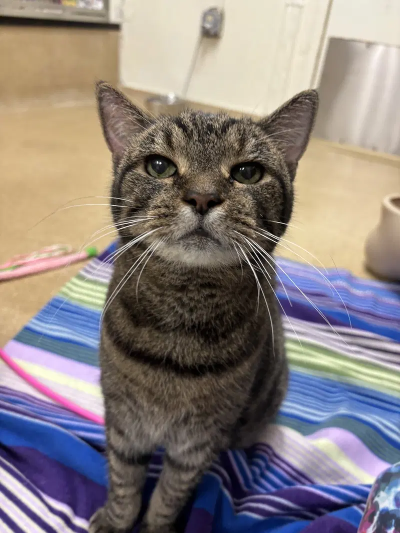 Harold, a senior male cat up for adoption
