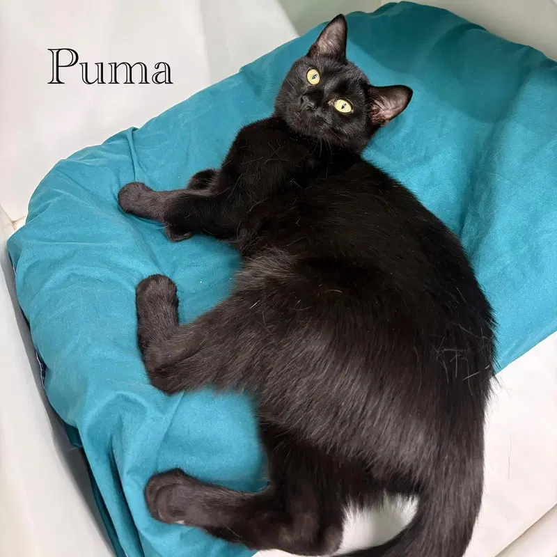 Puma, photo 2