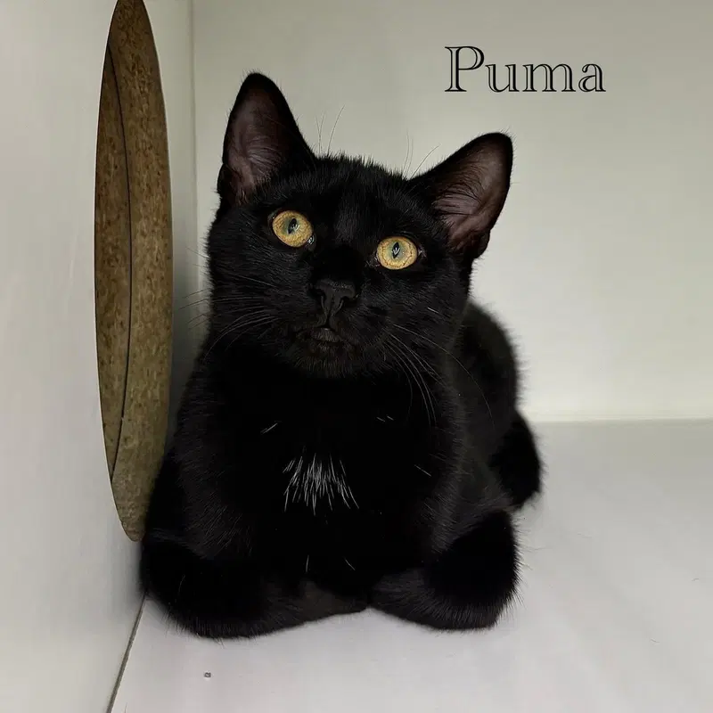 Puma, photo 5