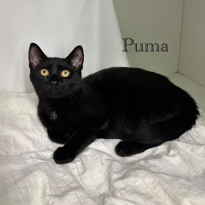 Puma, photo 7