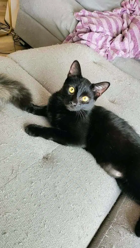 Wink, an adult male cat up for adoption