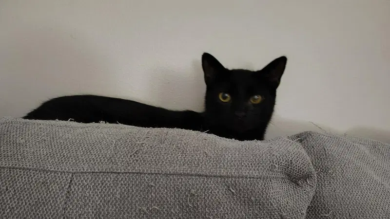 Wink, photo 3