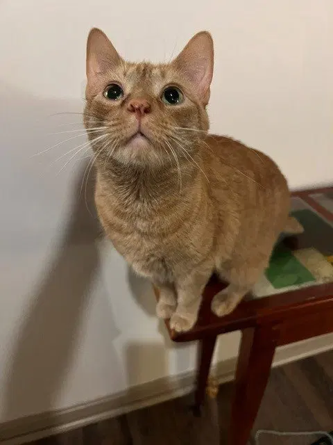 Moogi Mo, an adult cat up for adoption