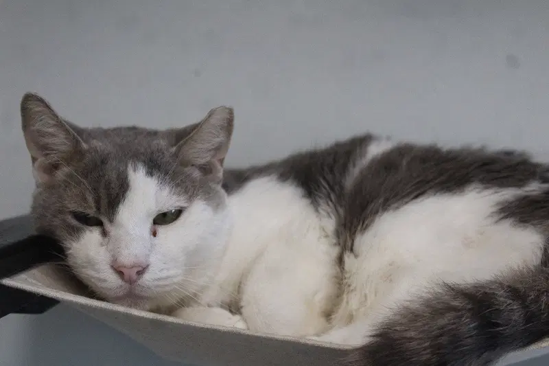 Dew, a senior male cat up for adoption