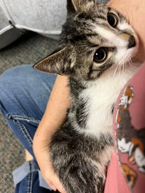 Tequila, a young male cat up for adoption
