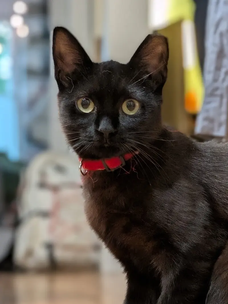 Bean & Momo, young female cats up for adoption