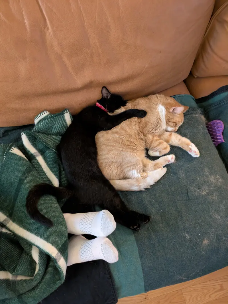Bean & Momo, photo 2