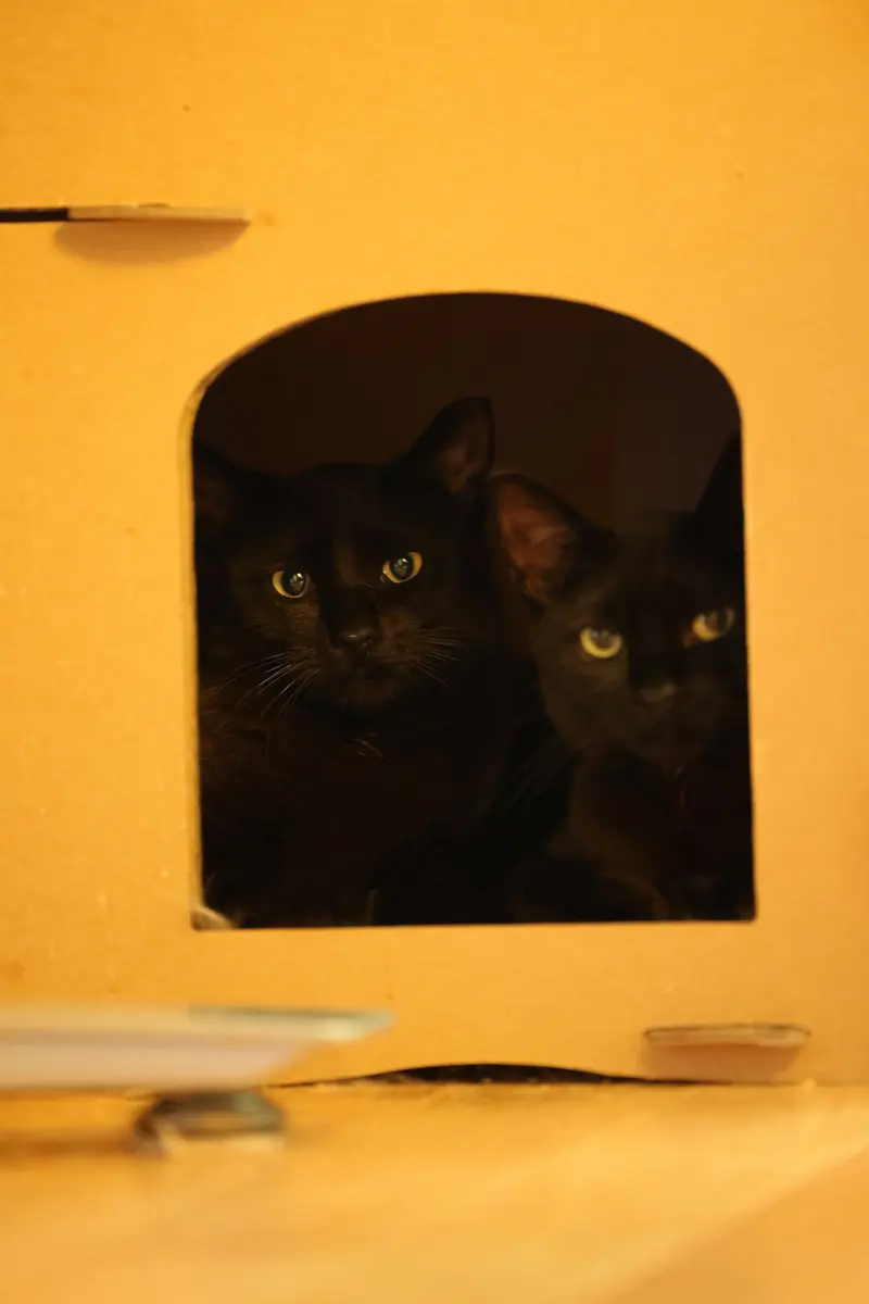 Bean & Momo, photo 4