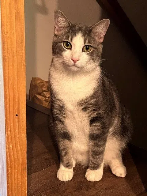 Lucky, a young male cat up for adoption