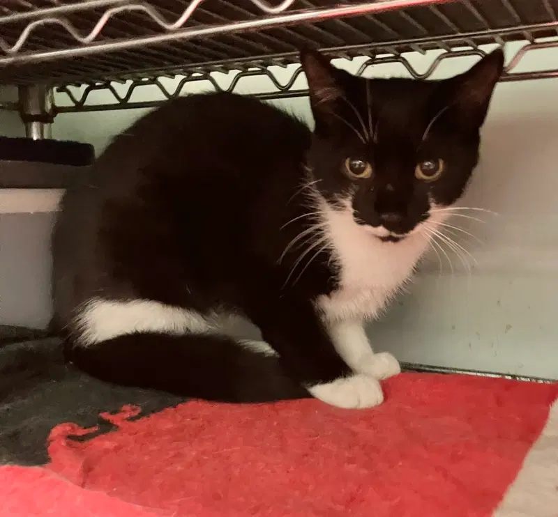 Wilda, a young female cat up for adoption