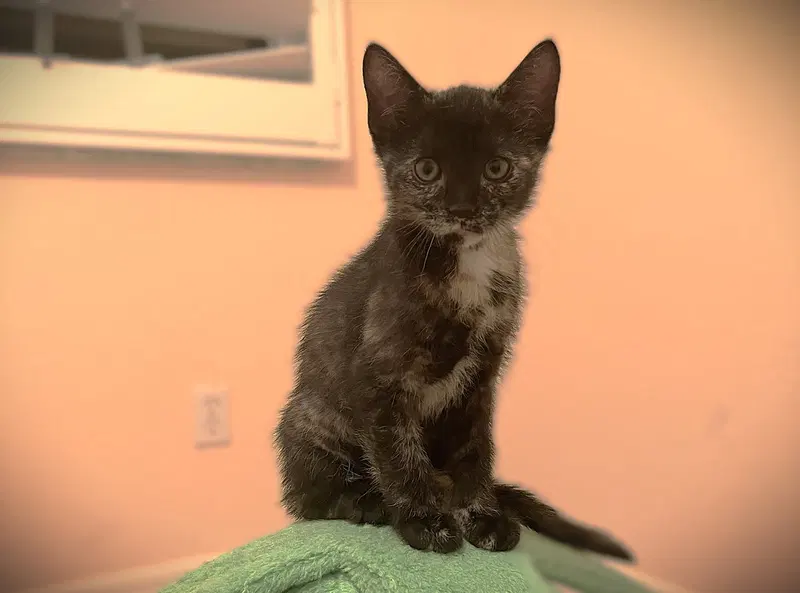 Kinley, a female Tortoiseshell kitten up for adoption