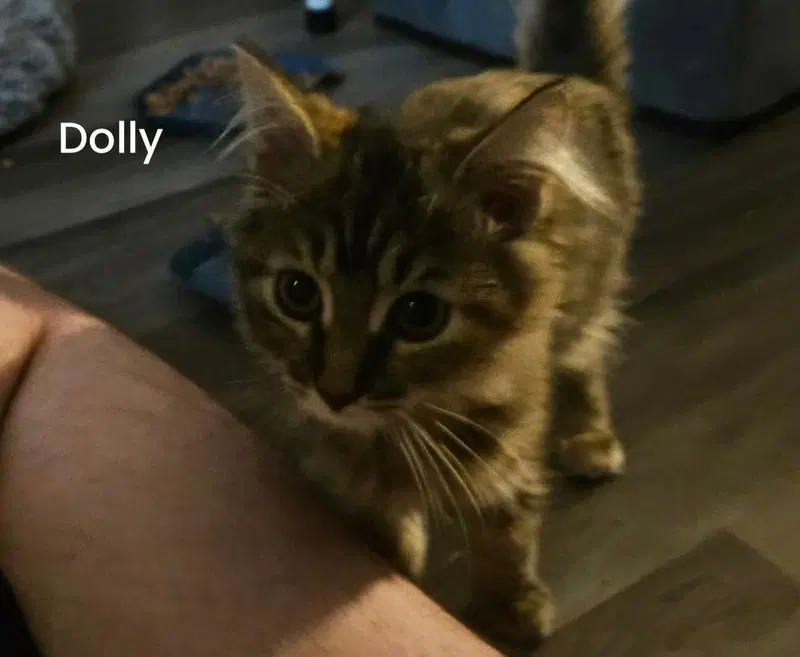 Dolly, a young female cat up for adoption