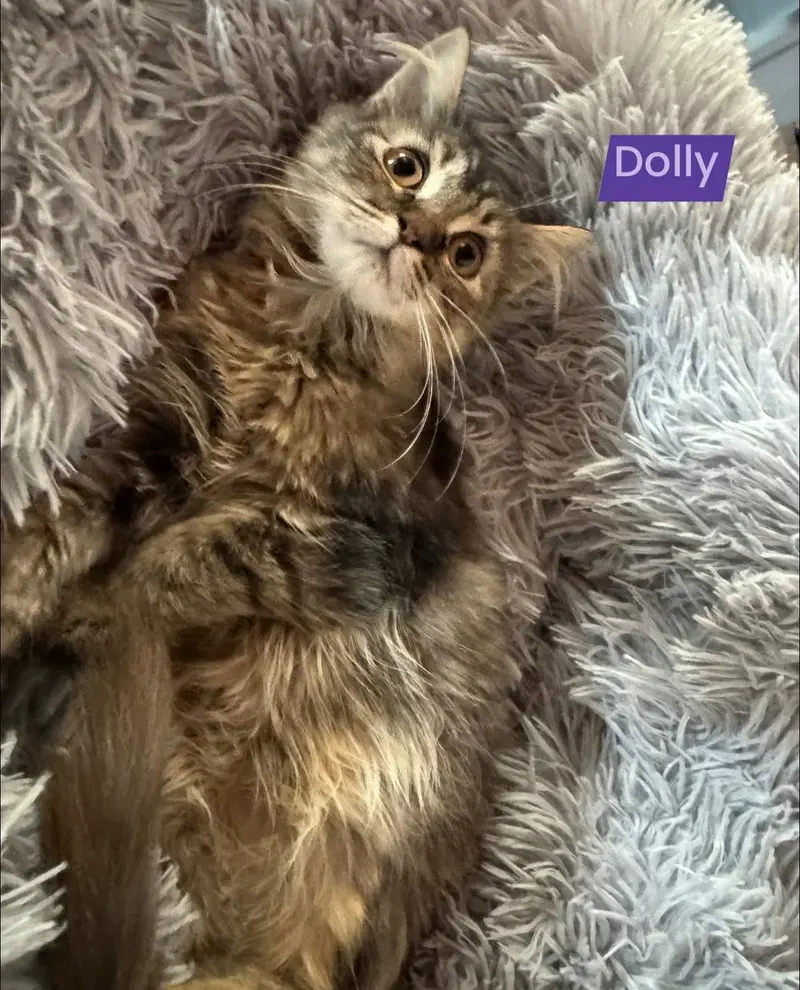 Dolly, photo 2