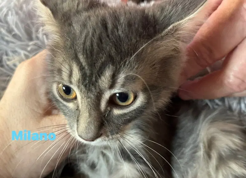 Milano, a young male cat up for adoption