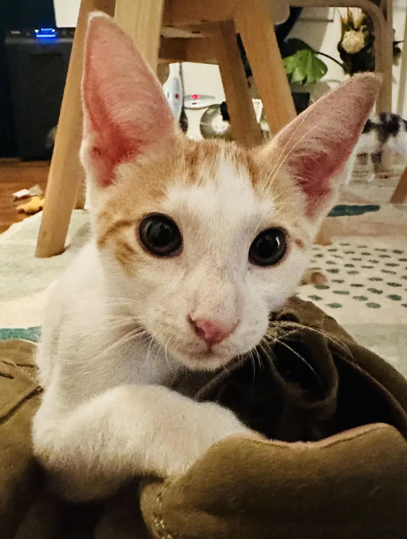 Prince William, a young male cat up for adoption