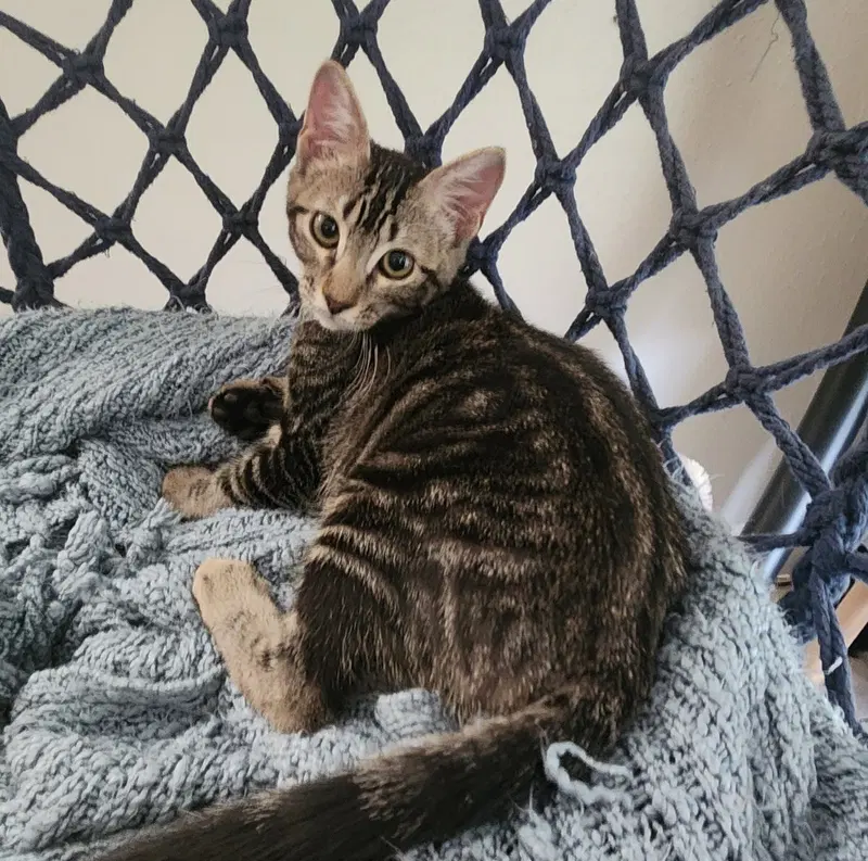 Willow, photo 2