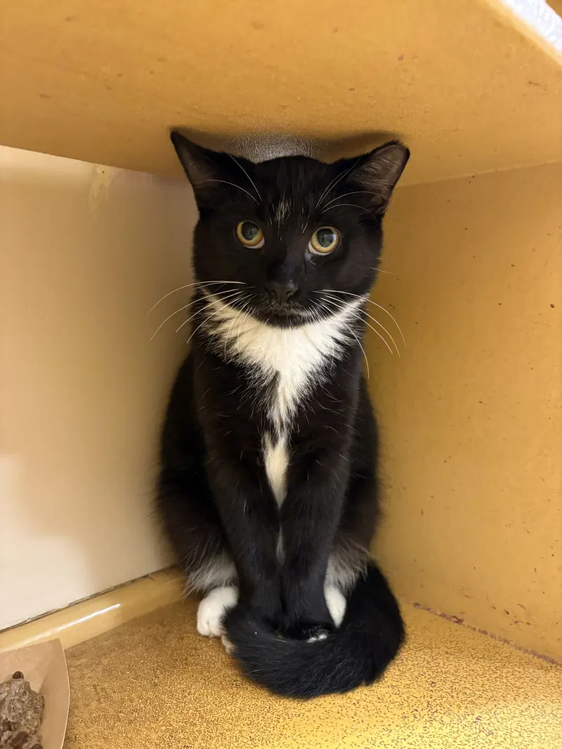 Roger, a young male cat up for adoption