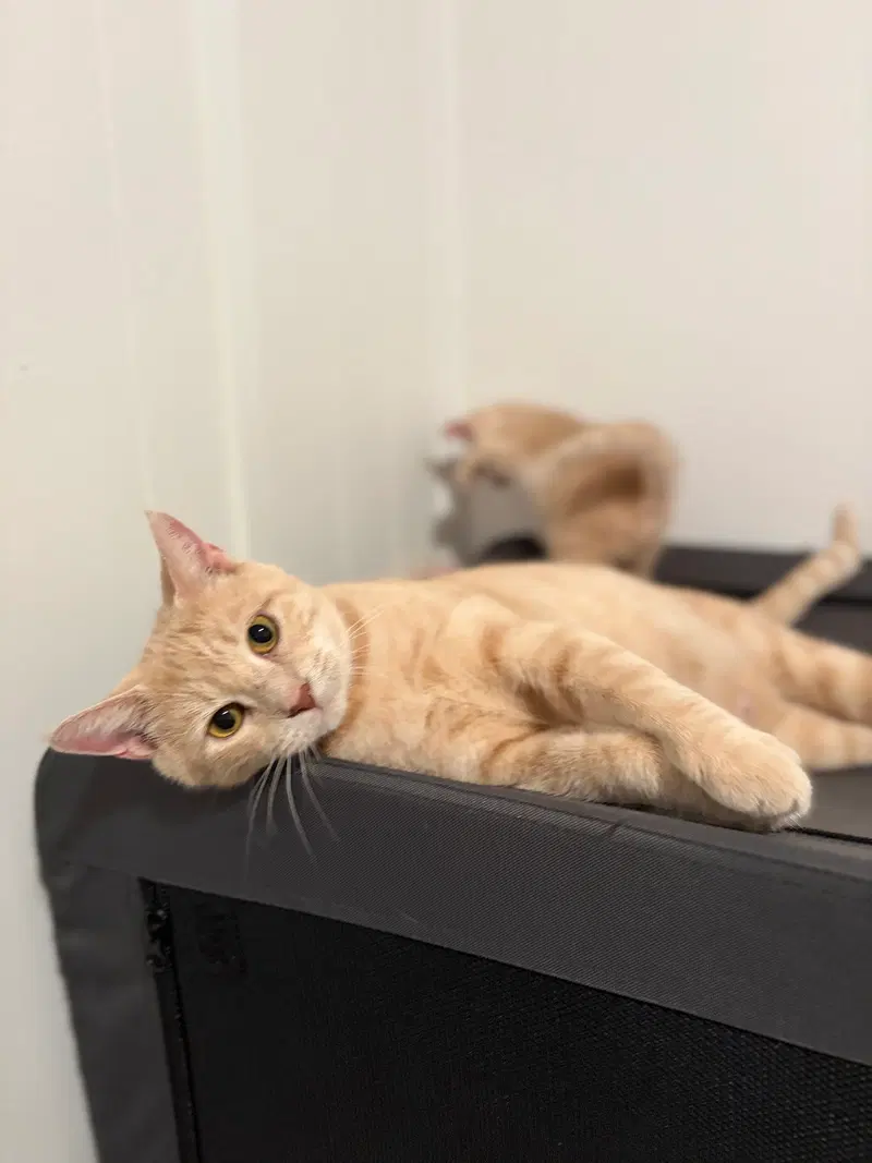 Brie, a young female cat up for adoption