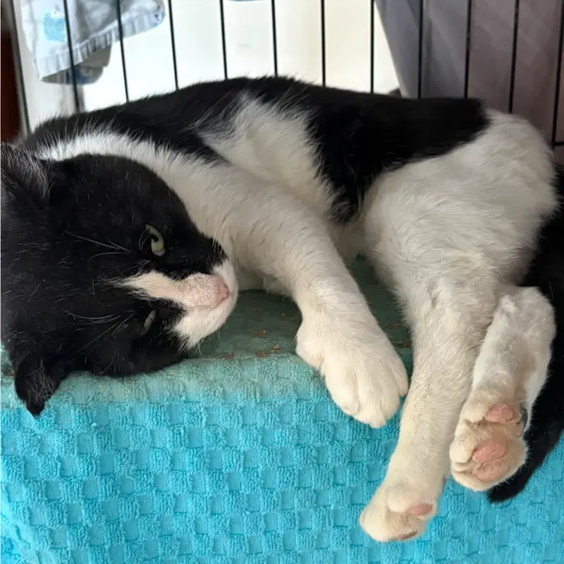 Six Toes, an adult male cat up for adoption