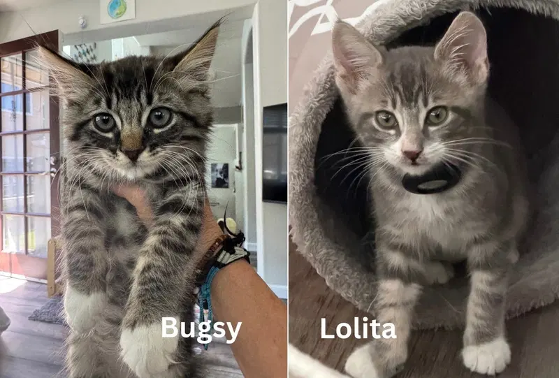 Bugsy & Lolita, male kittens up for adoption