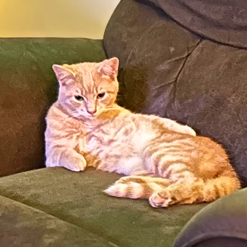 Rudie, photo 2