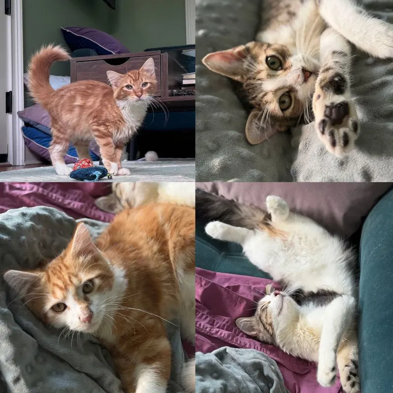 Caramel Brulee & The Starbucks Kittens, male kittens up for adoption