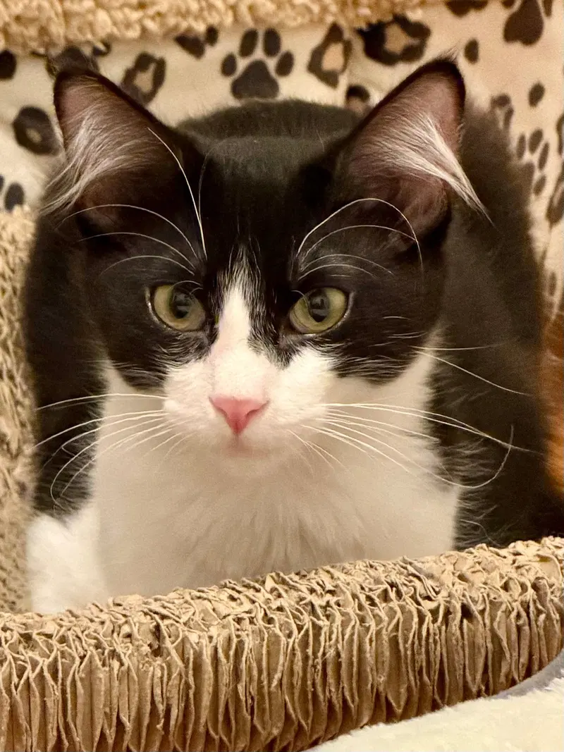 Domino, a female Tuxedo kitten up for adoption