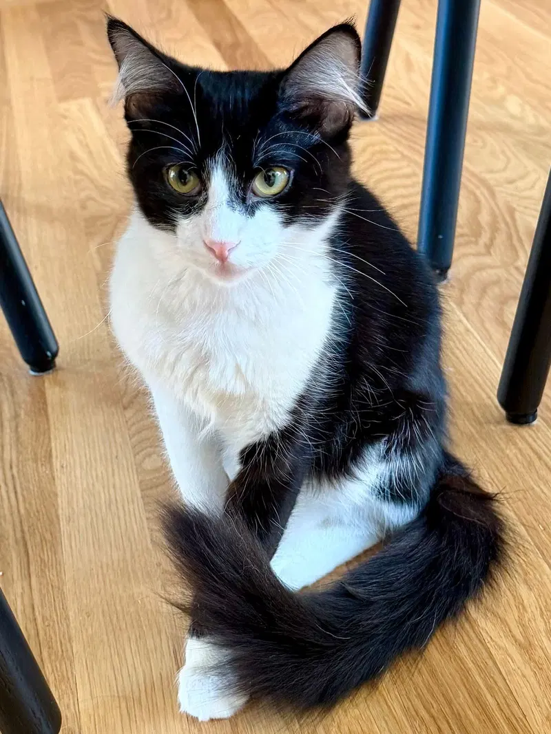 Domino, photo 4