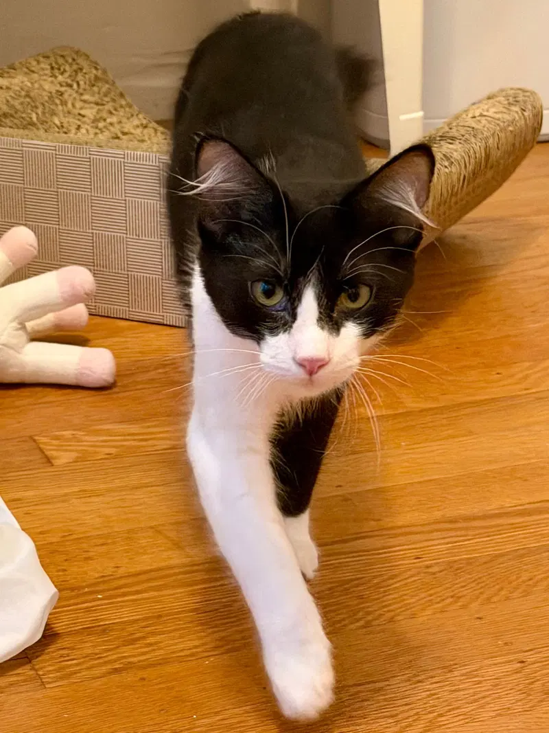 Domino, photo 5