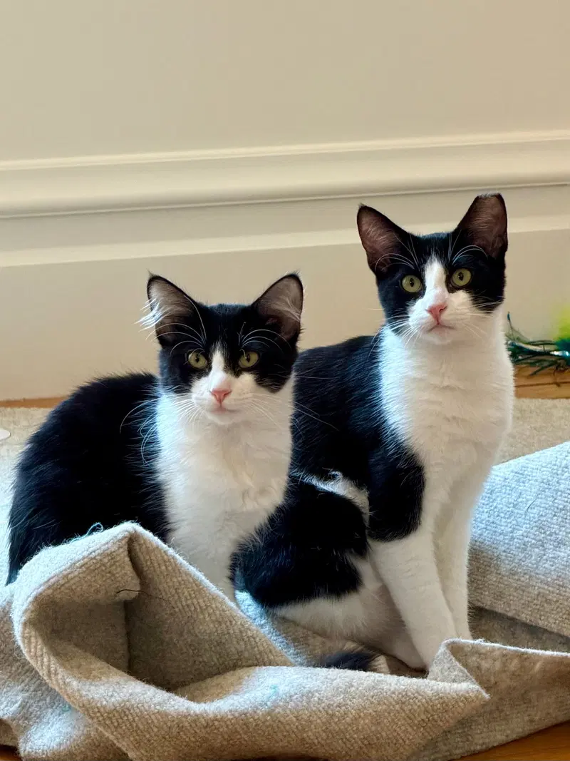 Domino, photo 6