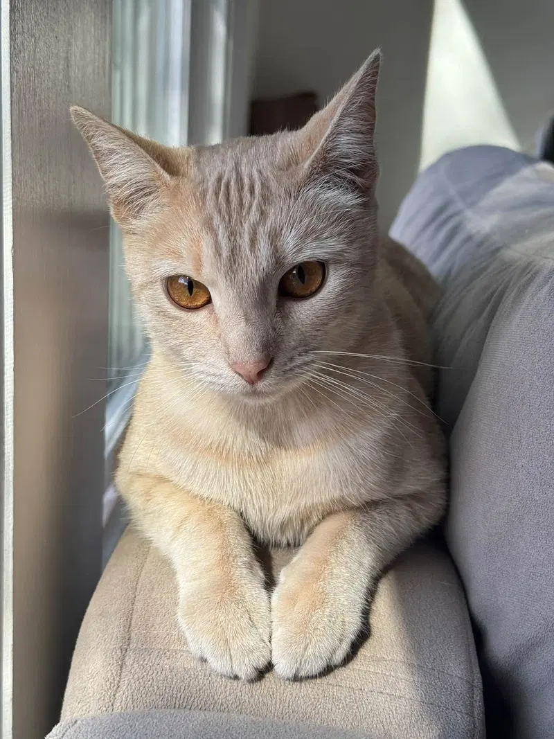 Dreamsicle, an adult female Tabby cat up for adoption