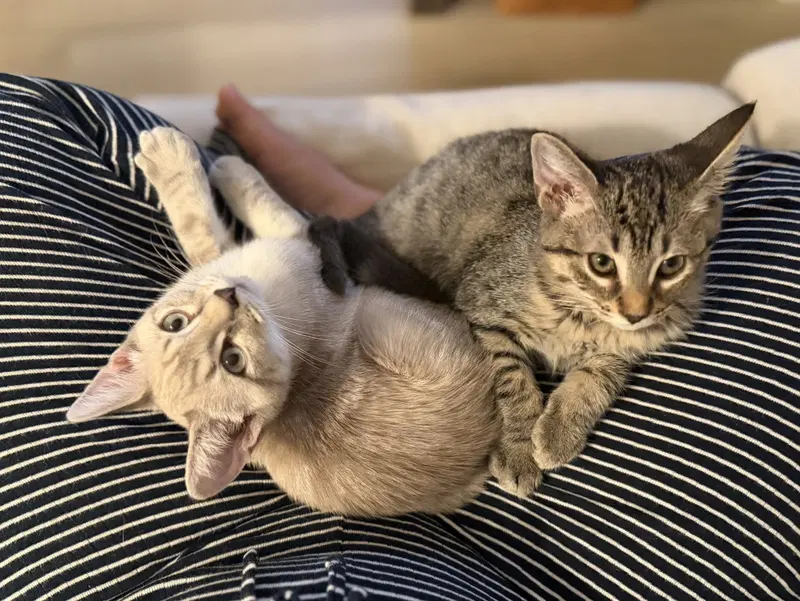 Biscuit & Gravy, Siamese kittens up for adoption