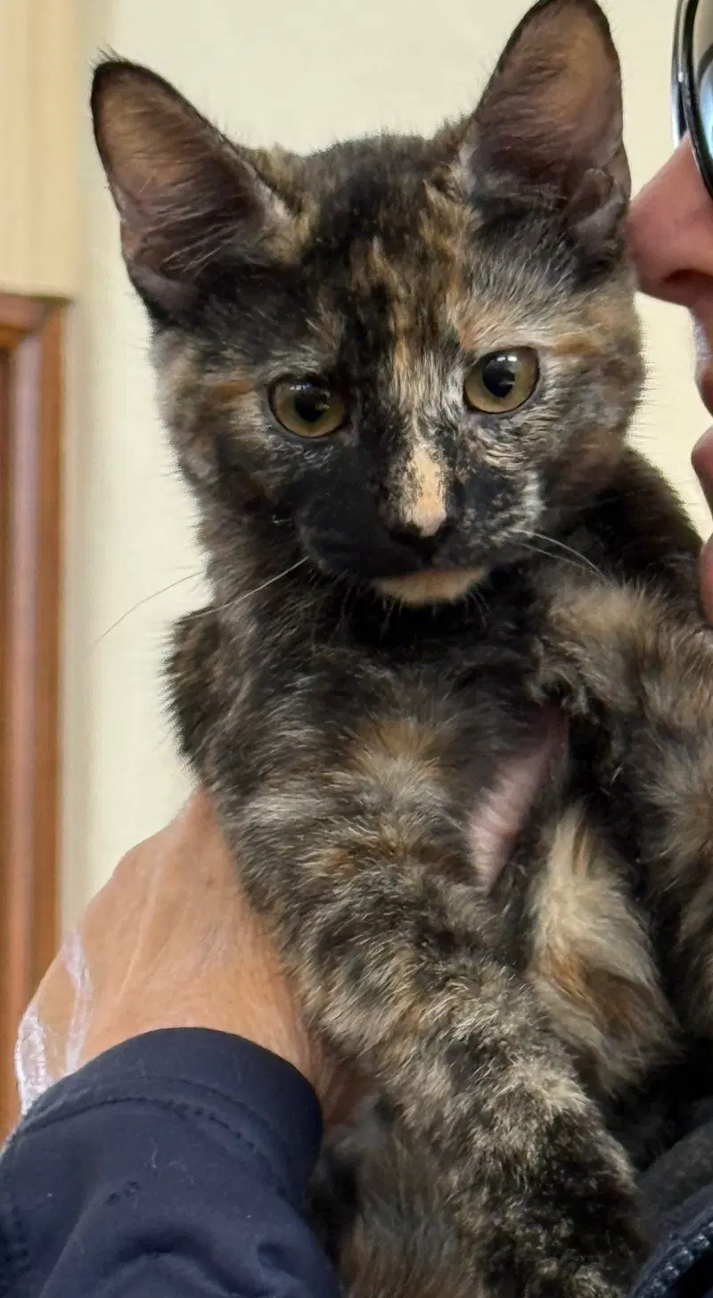 Nala, a young female Tortoiseshell cat up for adoption