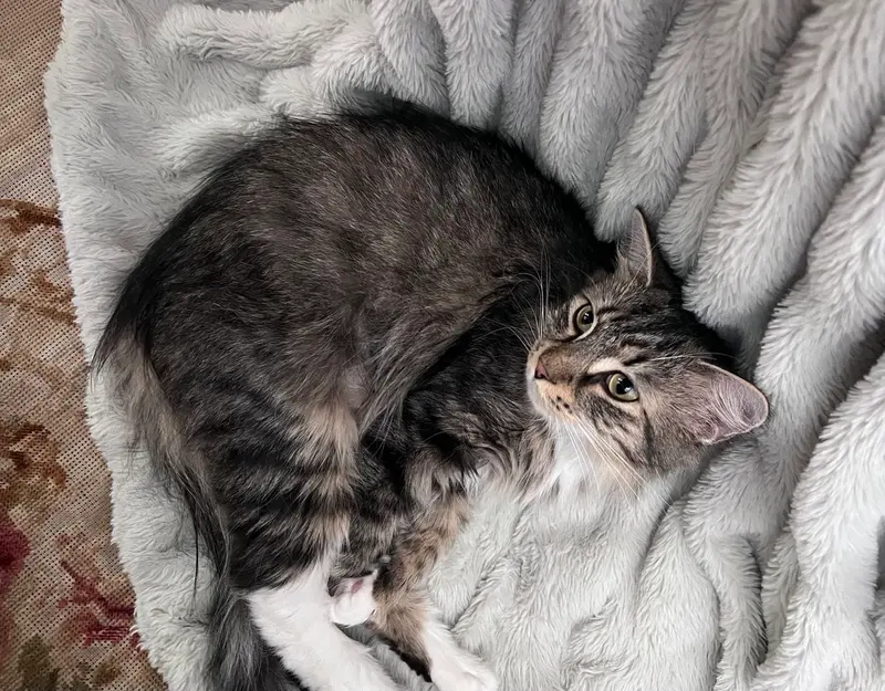 Birdie, photo 4