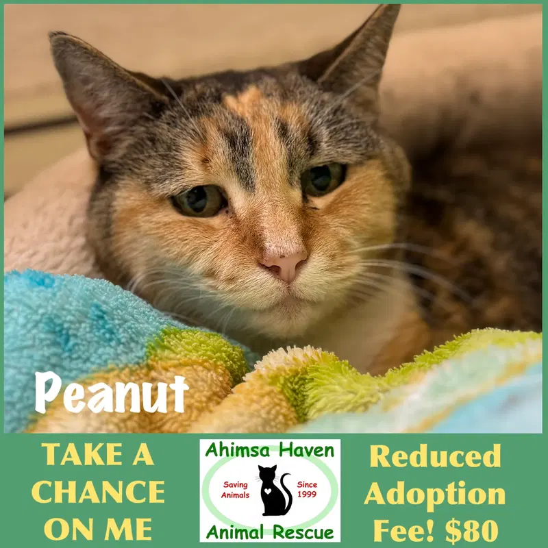 Peanut, a senior female cat up for adoption