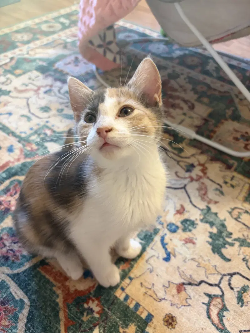 Ig Litter, photo 3