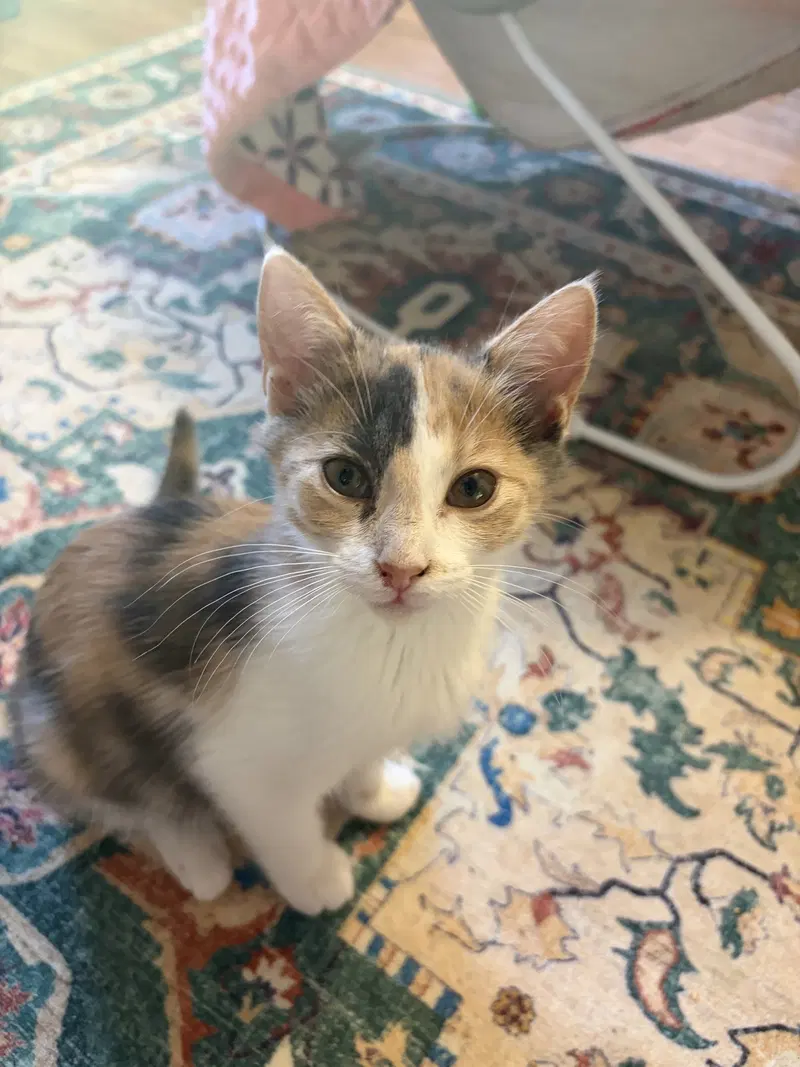Ig Litter, photo 4