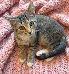 Kitten Susanna, a female Tabby kitten up for adoption