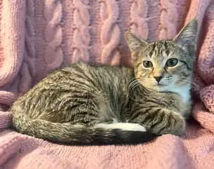 Kitten Susanna, photo 2