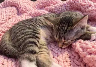 Kitten Susanna, photo 3
