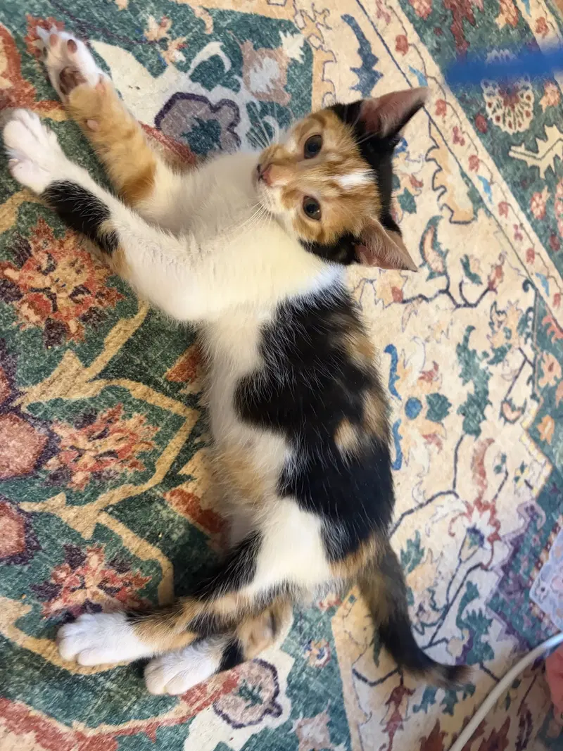 Ig Litter ChaCha, a female Calico kitten up for adoption