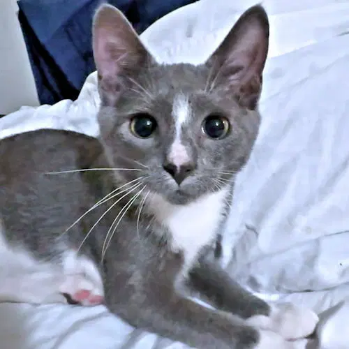 Toby, a male kitten up for adoption