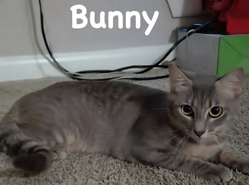 Bunny, a young female Tabby cat up for adoption