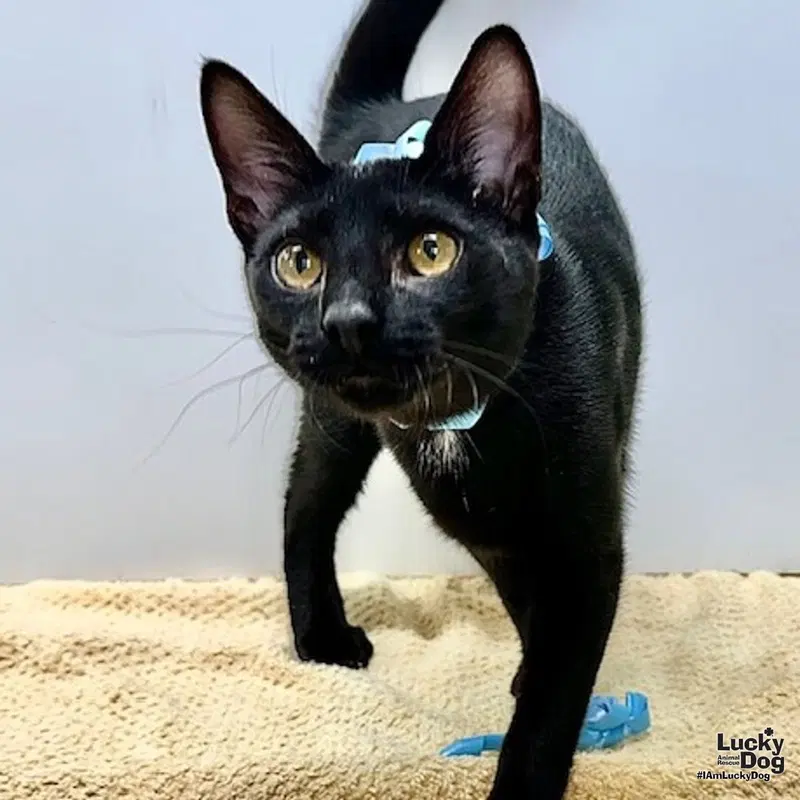 Whiskey, a young male cat up for adoption