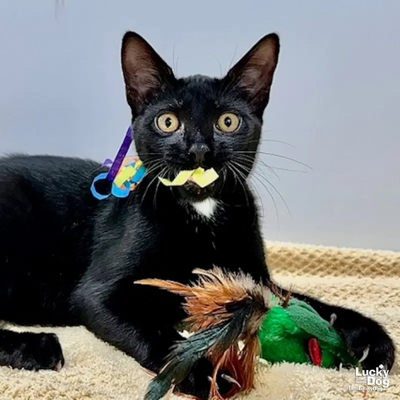 Wilbur, a young male cat up for adoption