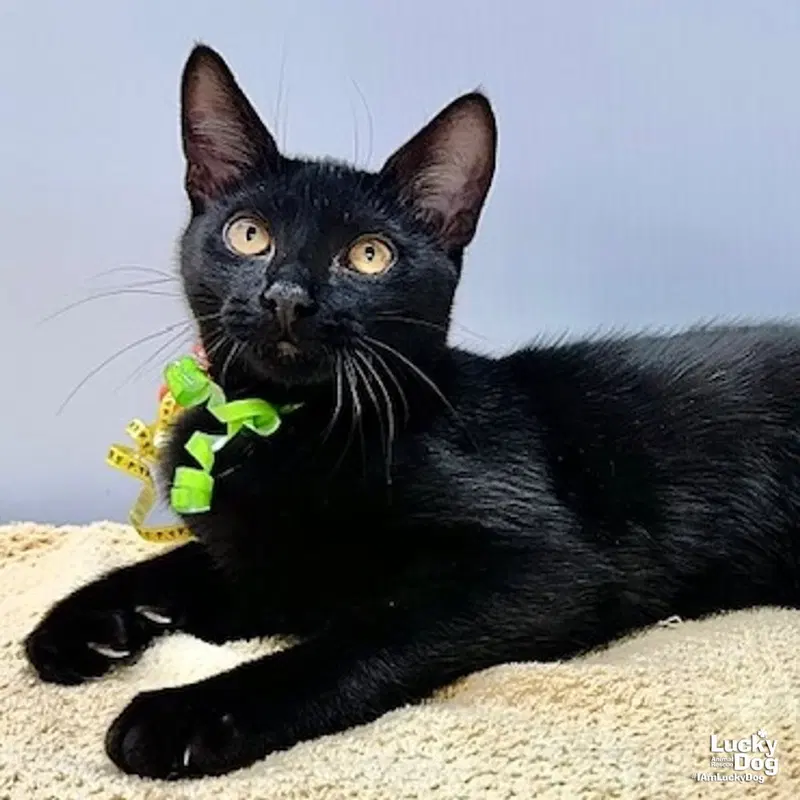 Winston, a young male cat up for adoption