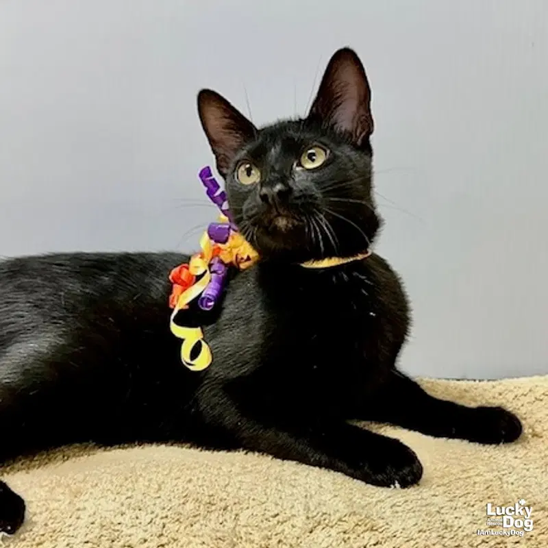 Wednesday, a young female cat up for adoption